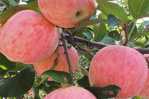 蘋(píng)果顏色分級(jí)用標(biāo)準(zhǔn)光源箱