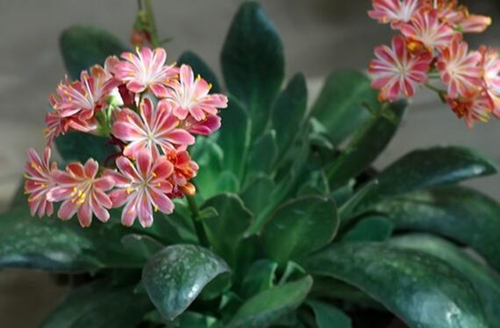 標(biāo)準(zhǔn)光源箱檢驗露薇花的顏色